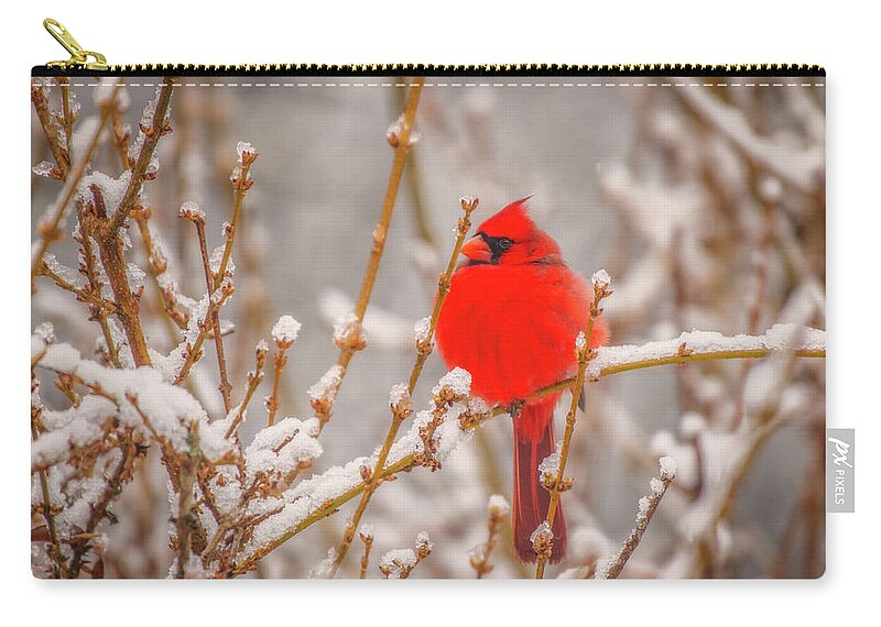 Great Smoky Mountains National Park Zip Pouch featuring the photograph Cardinal in the Snow by Robert J Wagner