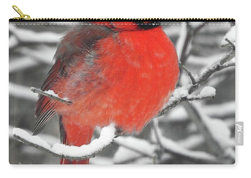 Cardinal Zip Pouch featuring the photograph Cardinal in the Snow by Rod Seel