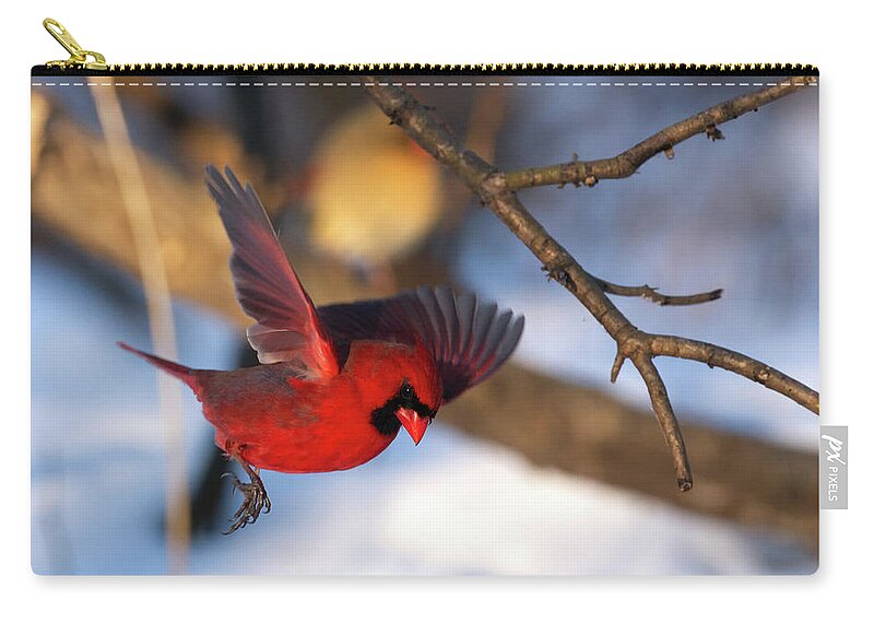 Cardinal Carry-all Pouch featuring the photograph Cardinal Landing by Flinn Hackett