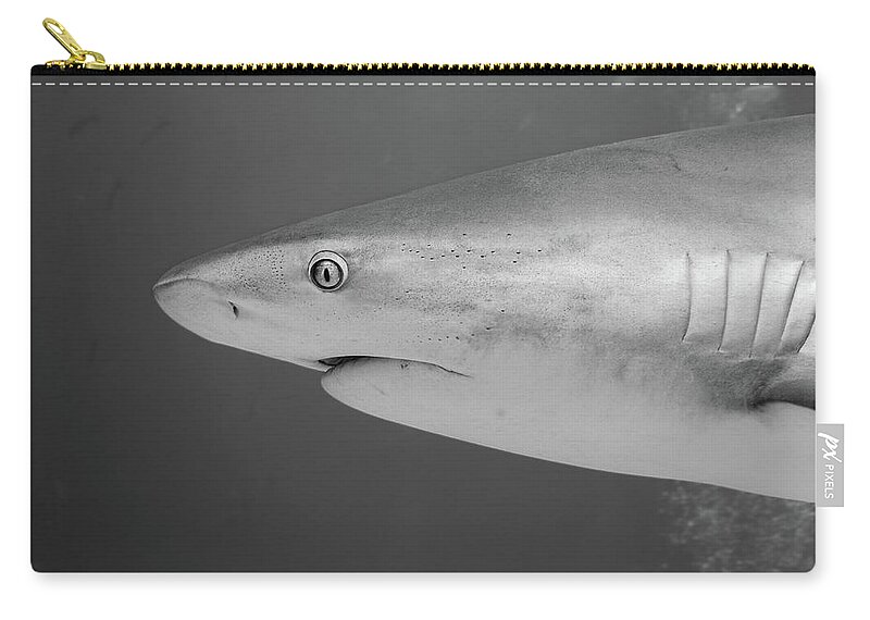 Shark Zip Pouch featuring the photograph Caribbean Reef Shark by Brian Weber