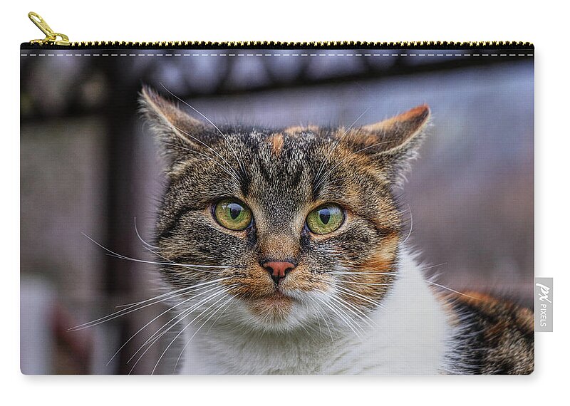 Liza Zip Pouch featuring the photograph Cat suprised face. Cat looks at camera. Colorful kitten standing on wooden parapet and looks into garden. She watch something. Domestic moggie on watch by Vaclav Sonnek