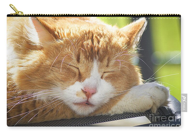 Animal Zip Pouch featuring the photograph Cat Taking A Nap by Claudia Zahnd-Prezioso