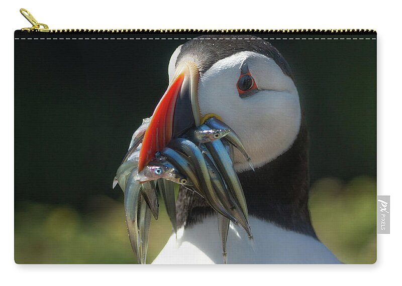 Animal Zip Pouch featuring the photograph Catch Of The Puffin Day by Framing Places