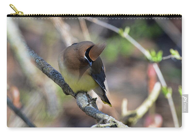  Zip Pouch featuring the photograph Cedar Waxwing 6 by David Armstrong