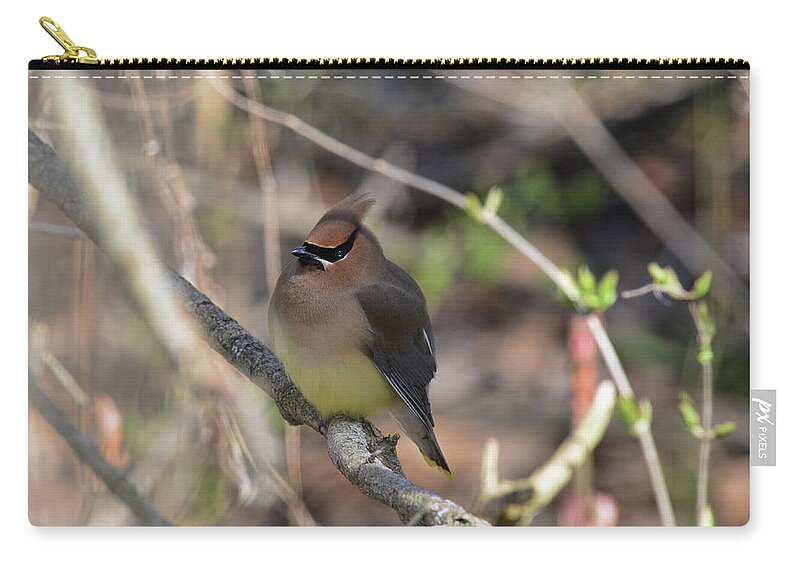  Carry-all Pouch featuring the photograph Cedar Waxwing 7 by David Armstrong