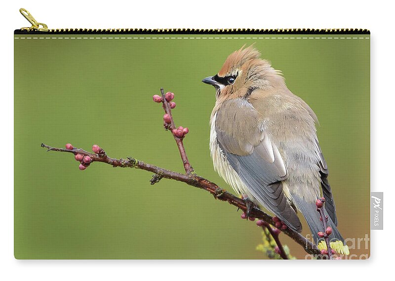 Cedar Waxwing Zip Pouch featuring the photograph Cedar Waxwing Perched on a Twig with Flower Buds by Nancy Gleason