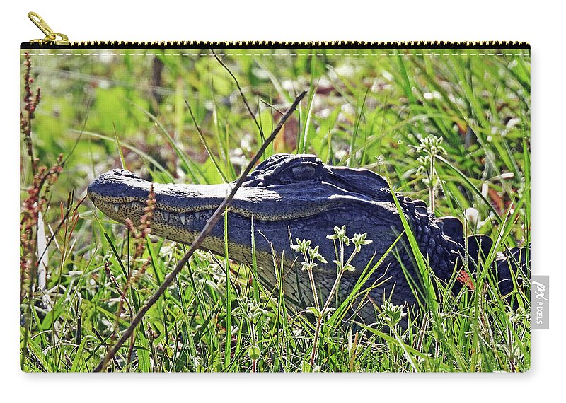 Wildlife Zip Pouch featuring the photograph 4 Harris Neck NWR Yearling Gator by Lizi Beard-Ward