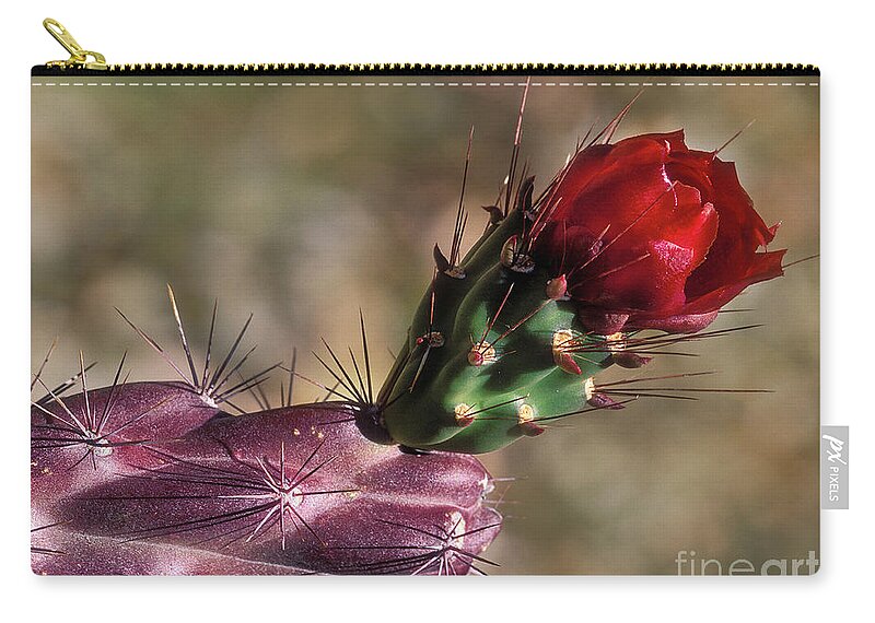 Southwest Zip Pouch featuring the photograph Chain Cholla Cactus Bloom by Sandra Bronstein