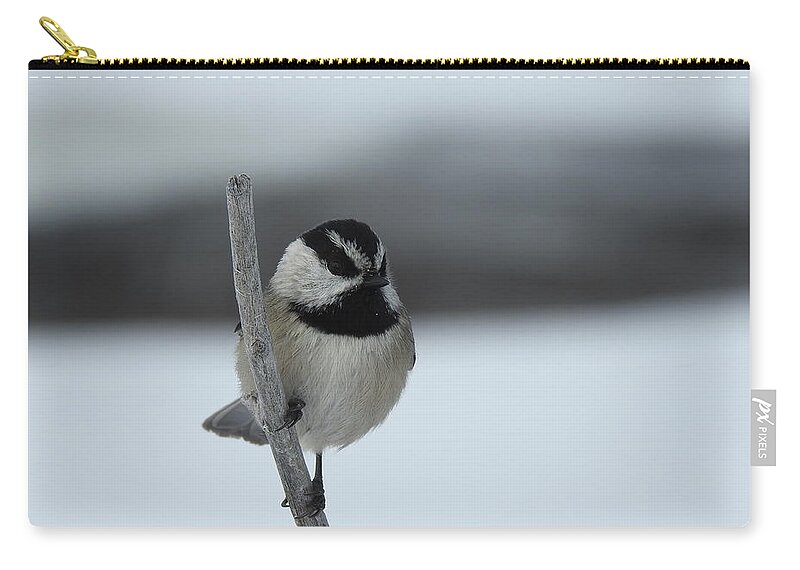 Black Capped Chickadee Zip Pouch featuring the photograph Chickadee by Nicola Finch