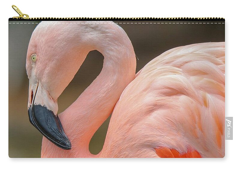 Flamingo Zip Pouch featuring the photograph Chilean Flamingo Portrait by Susan Rydberg