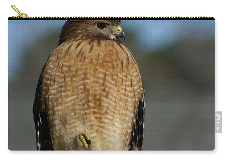  Zip Pouch featuring the photograph Chilling Hawk by Heather E Harman
