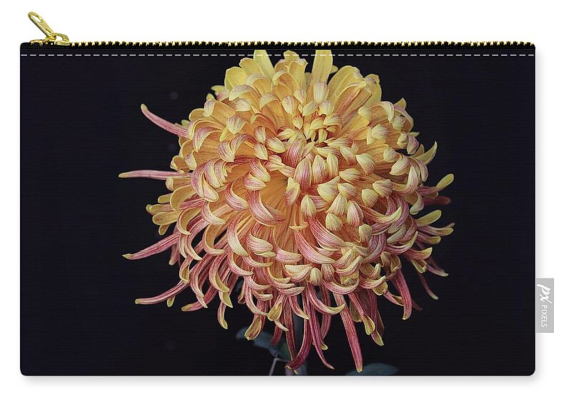 Chrysanthemum Zip Pouch featuring the photograph Chrysanthemum-Curly Beauty by Mingming Jiang