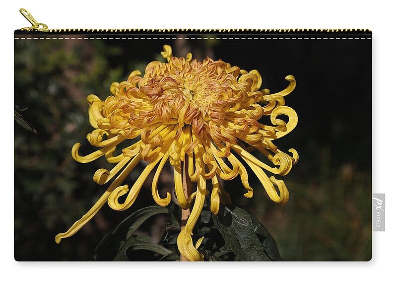 Chrysanthemum Zip Pouch featuring the photograph Chrysanthemum-Gold and Red by Mingming Jiang