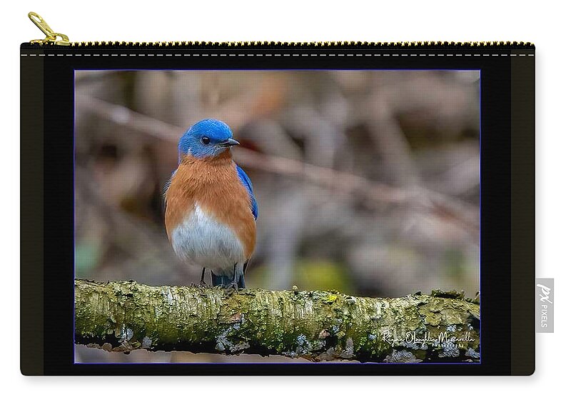 Bird Carry-all Pouch featuring the photograph Chubby Bluebird by Regina Muscarella