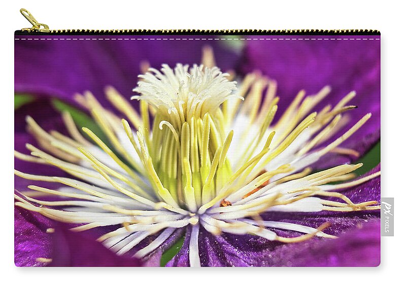 Flowers Zip Pouch featuring the photograph Clematis flower close up by MPhotographer