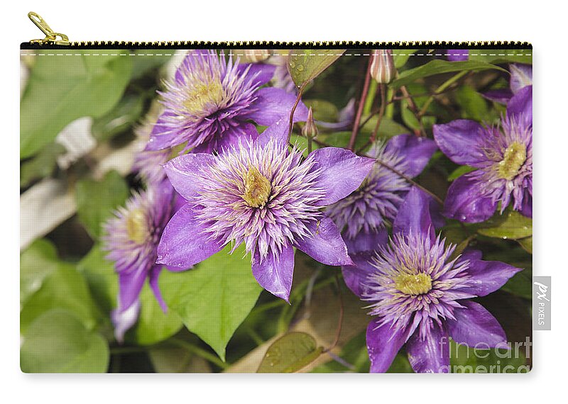  New England Zip Pouch featuring the photograph Clematis flowers - New England by Erin Paul Donovan