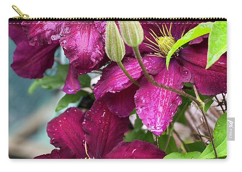 Clematis Zip Pouch featuring the photograph Clematis in the Rain by Jeanette French