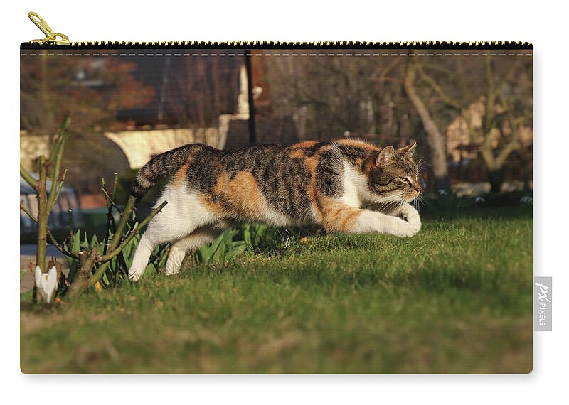 Liza Carry-all Pouch featuring the photograph Colored domestic cat jumps over bed of roses by Vaclav Sonnek