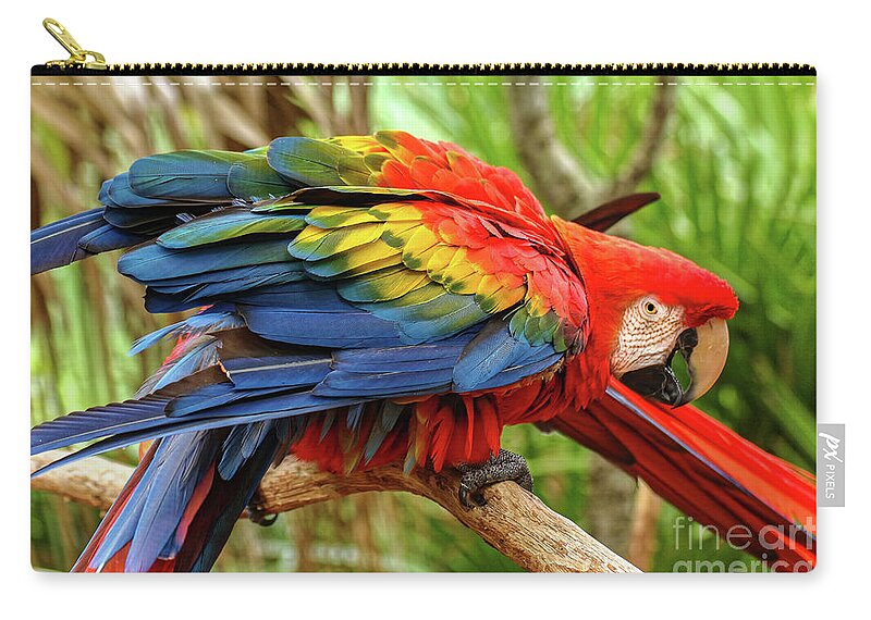 Birds Zip Pouch featuring the photograph Colorful Feathers by Jo Ann Gregg