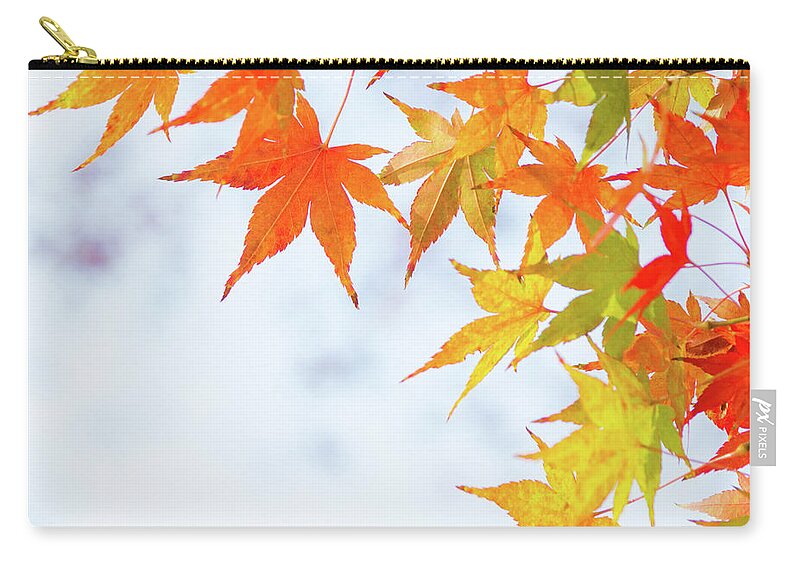 Acer Carry-all Pouch featuring the photograph Colorful maple leaves on branch, square crop by Viktor Wallon-Hars