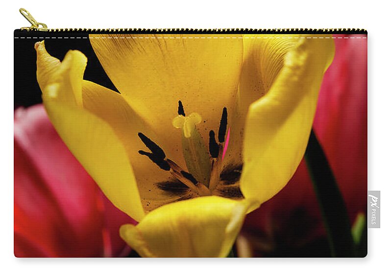 Tulips Zip Pouch featuring the photograph Colorful Tulips with Black Background by Art Whitton