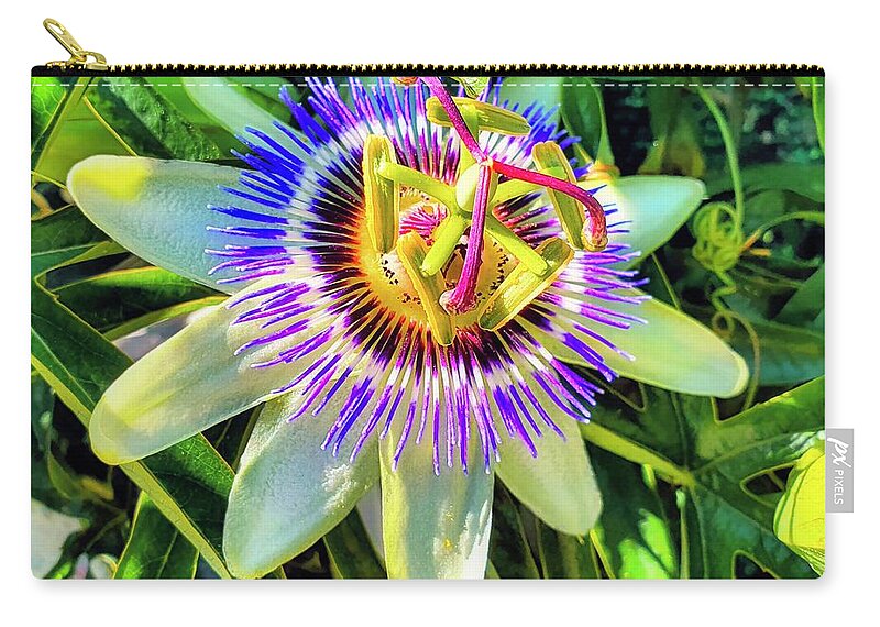 Common Passion Flower Zip Pouch featuring the photograph Common Passion Fruit Flower by Marco Sales