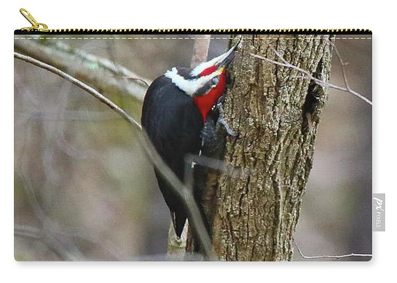 Woodpecker Zip Pouch featuring the photograph Contortionist Pileated Woodpecker by Scott Burd
