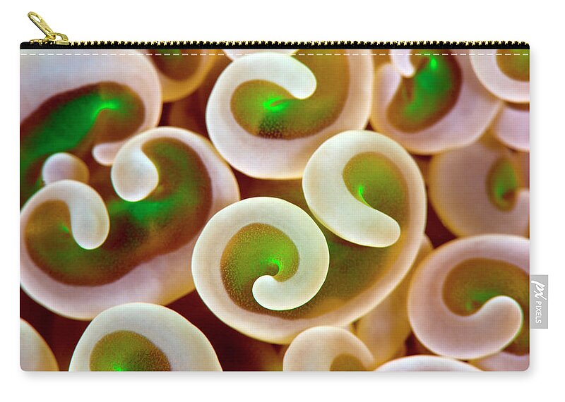 Euphilia Coral Zip Pouch featuring the photograph Coral Abstract 1 by Tanya G Burnett