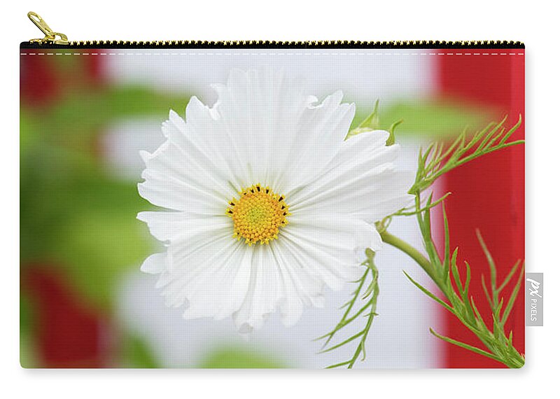 Cosmos Bipinnatus Cupcakes Carry-all Pouch featuring the photograph Cosmos Bipinnatus Cupcakes Flower by Tim Gainey
