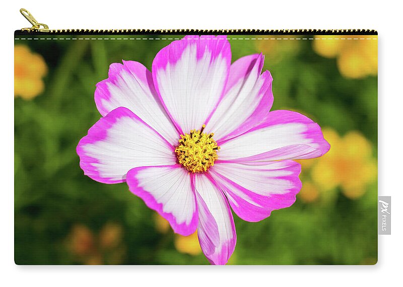 Flower Zip Pouch featuring the photograph Cosmos Candy Stripe by Tanya C Smith