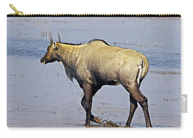 Cow, Animal, Nilgai Carry-all Pouch by Kedar Bhide - Pixels