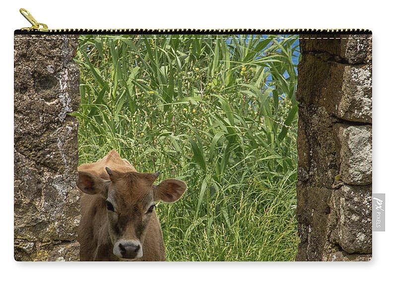 Cow Zip Pouch featuring the photograph Cow Came Home by Denise Kopko