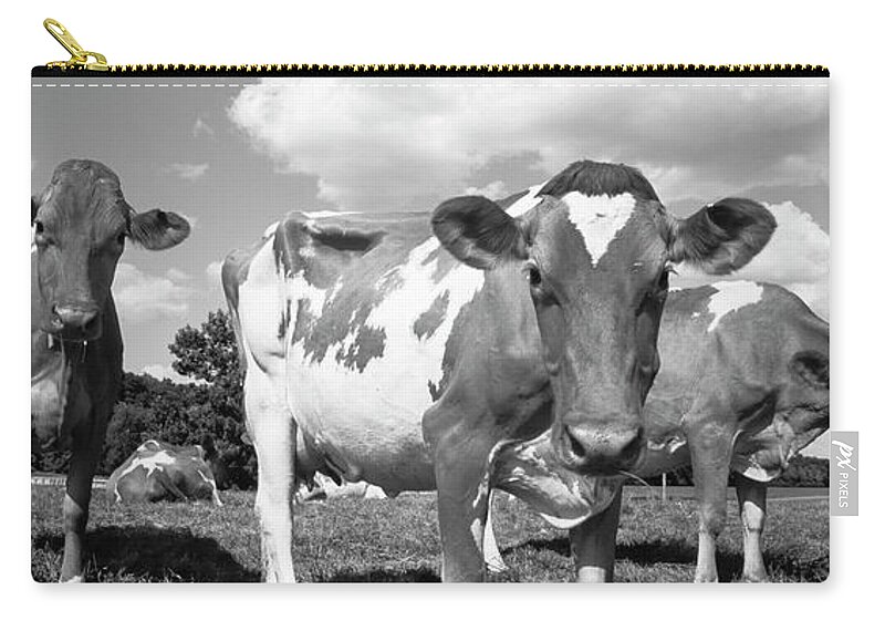 Agriculture Animal Themes Cloud Black And White Cow Day Dodge County Domestic Cattle Field Herbivorous Horizontal Livestock Mammal Medium Group Of Animals Nature No People Outdoors Panoramic Photography Rural Scene Shadow Sky Sunlight Tranquil Scene Travel Destinations Usa Wisconsin Waupun Zip Pouch featuring the photograph Cows in a field, Waupun, Dodge County, Wisconsin, USA by Panoramic Images