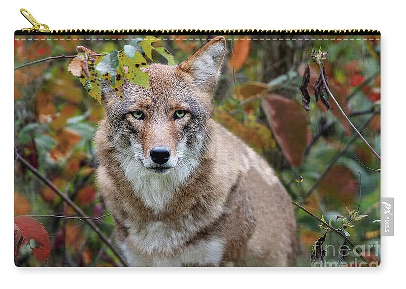 Red Wolf Sanctuary Zip Pouch featuring the photograph Coyote Attention by Ed Taylor