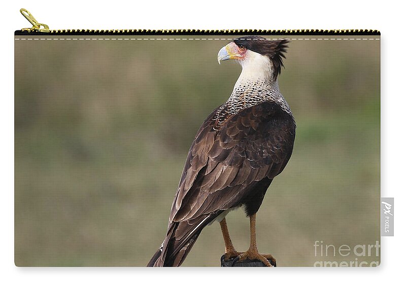 Crested Caracara Zip Pouch featuring the photograph Crested Caracara Photo by Meg Rousher