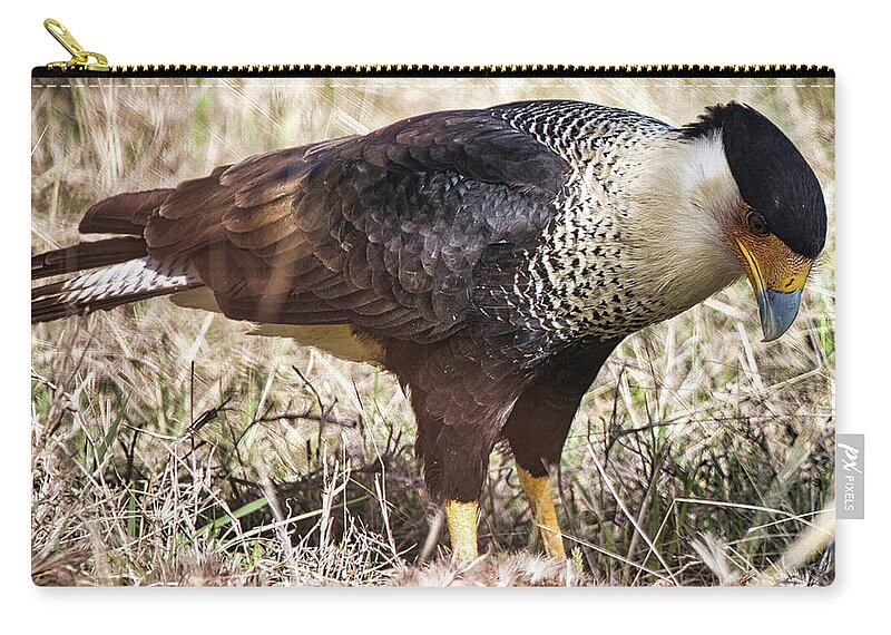 Caracara Zip Pouch featuring the photograph Crested Caracara by Rene Vasquez