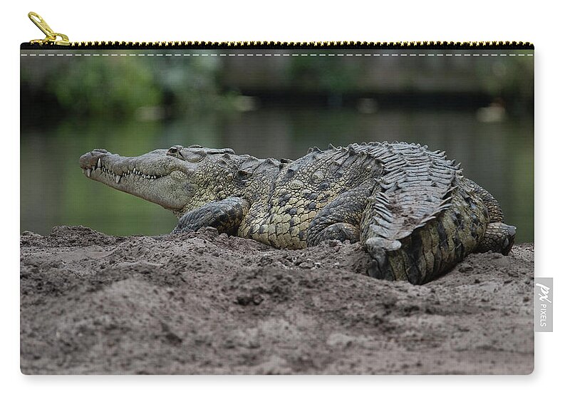 Crocodile Zip Pouch featuring the photograph Crocodile by Carolyn Hutchins