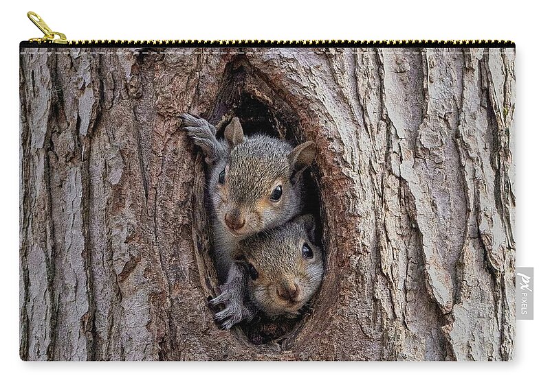 Squirrels Zip Pouch featuring the photograph Curiosity.  Two Little Squirrels by Carol Senske