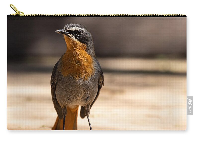 Cape Robin-chat Zip Pouch featuring the photograph Curious Cape Robin-Chat by Eva Lechner