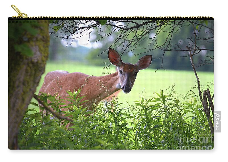 Doe Zip Pouch featuring the photograph Curious by Deb Halloran