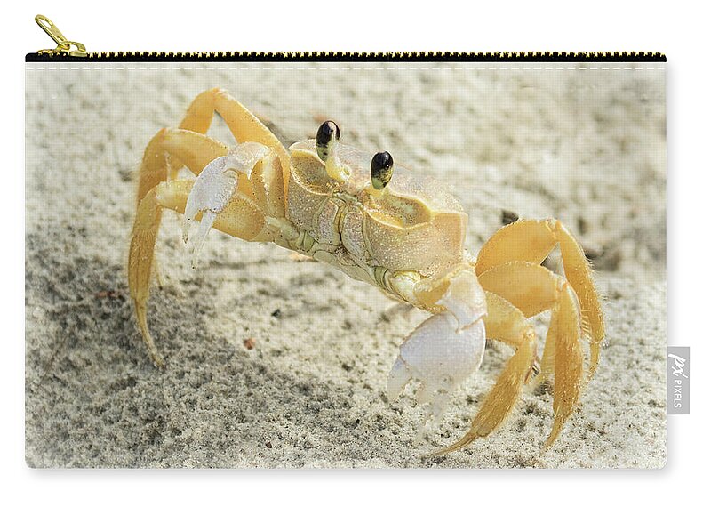 Ghost Crab Zip Pouch featuring the photograph Curious Ghost Crab by Jurgen Lorenzen