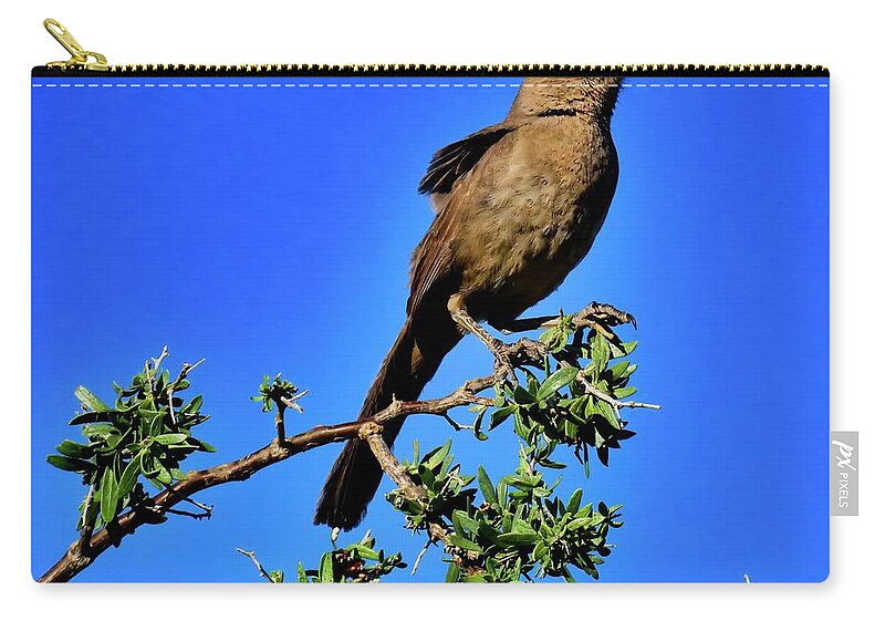 Bendire’s Thrasher Zip Pouch featuring the photograph Curve-billed Thrasher On Desert Hackberry by Judy Kennedy