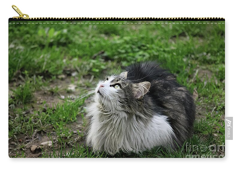 Cat Zip Pouch featuring the photograph Cute cat looking up by Mendelex Photography