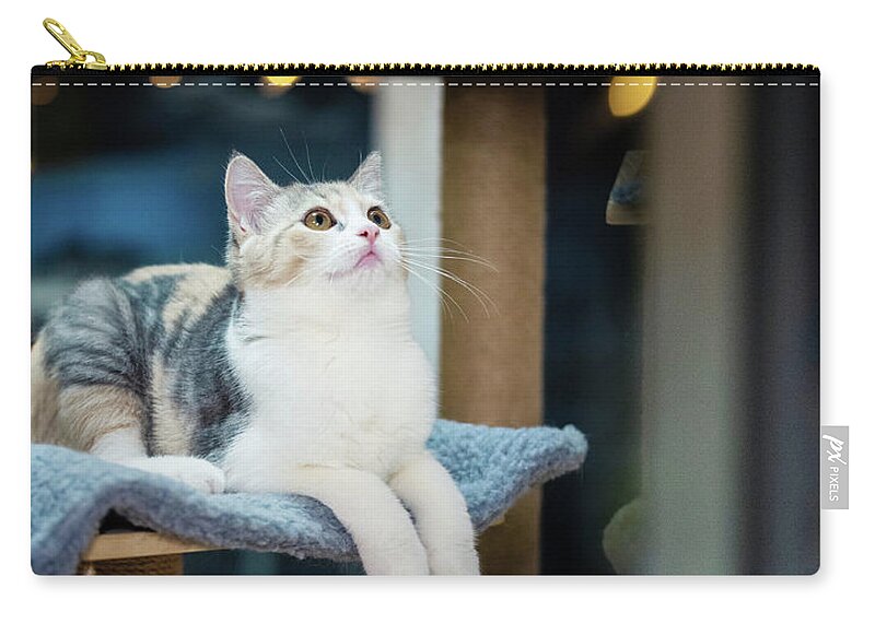 Cute Cat Zip Pouch featuring the photograph Cute cat by Top Wallpapers