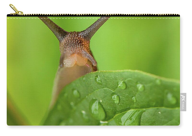 Garden Carry-all Pouch featuring the photograph Cute garden snail long tentacles on leaf by Simon Bratt