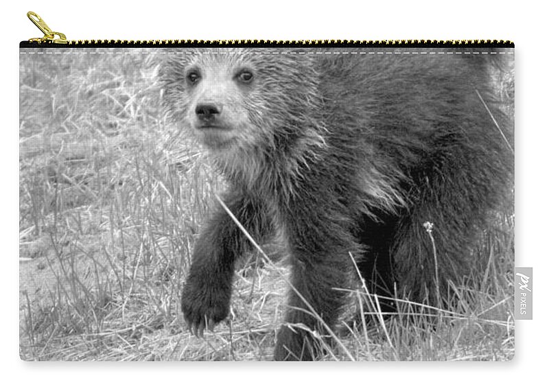 Grizzly Zip Pouch featuring the photograph Cute Grizzly Bear Cub Portrait Black And White by Adam Jewell
