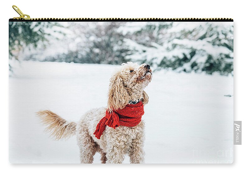 Dog Zip Pouch featuring the photograph Cute little dog with red scarf playing in snow. by Jelena Jovanovic