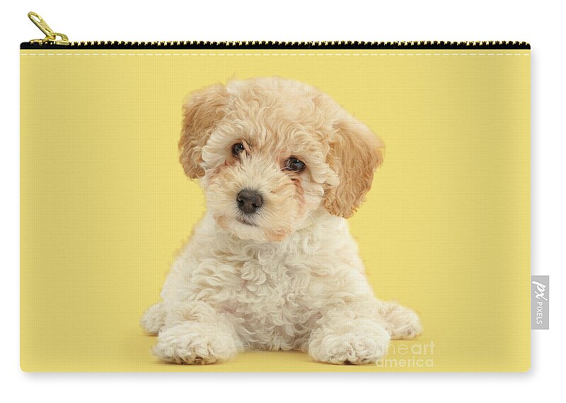 Cute Zip Pouch featuring the photograph Cute Poochon puppy by Warren Photographic
