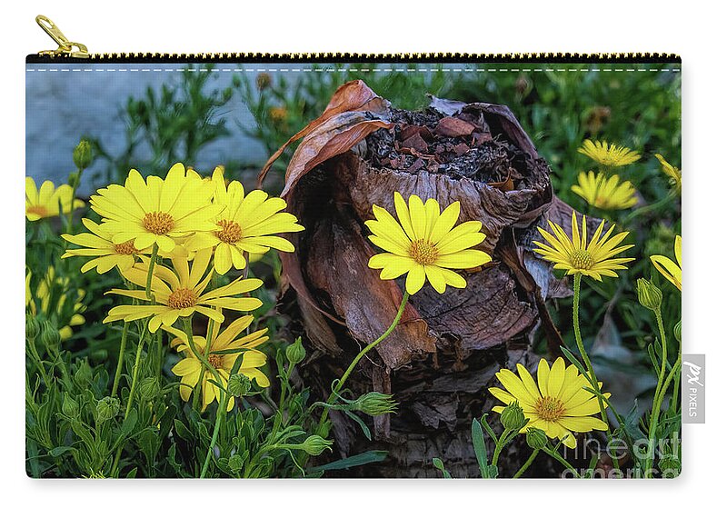 Dahlberg Zip Pouch featuring the photograph Dahlberg Daisies and Dormant Stomp by Diana Mary Sharpton