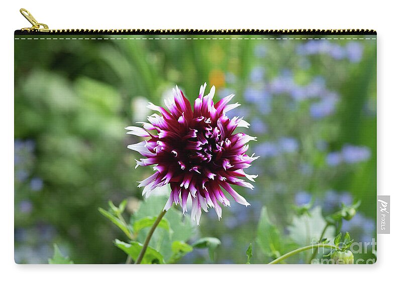 Dahlia Alauna Clair Obscur Zip Pouch featuring the photograph Dahlia Alauna Clair Obscur Flower in an English Garden by Tim Gainey